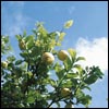 Tu B'Shevat Q & A